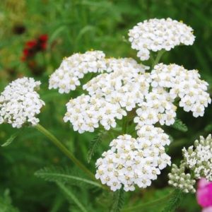 Yarrow