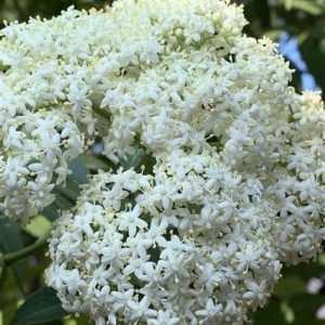 Elderflower