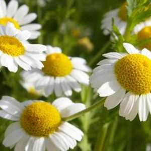 Chamomile